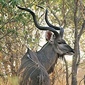 Kudu