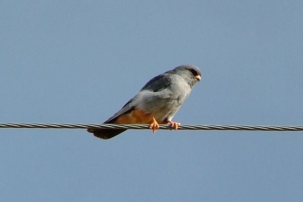 Red-footed falcon, North Cyprus