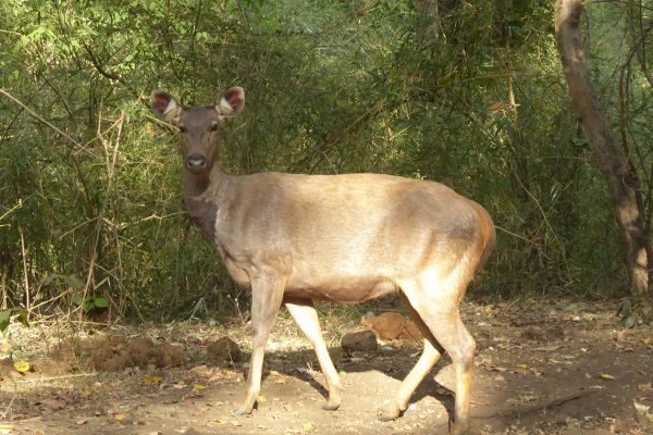 Sambar in the Bhadra Wildlife Sanctuary