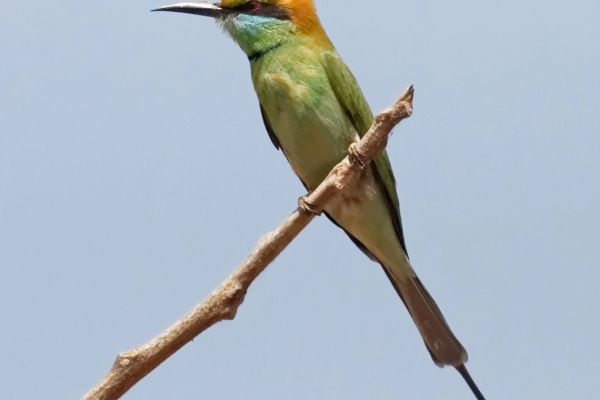 Green bee-eater (Merops orientalis), India