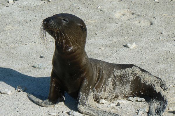 Fur seal pup, Galapagos Islands