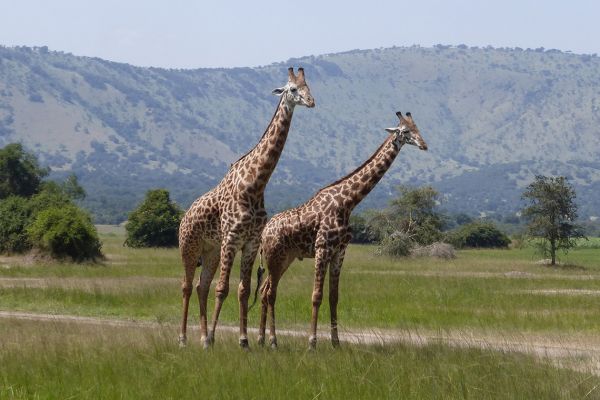 Akagera National Park, giraffes