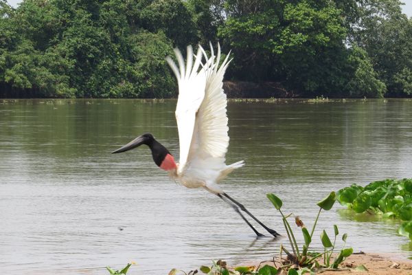 Jabiru stork taking flight, Pantanal, Brazil