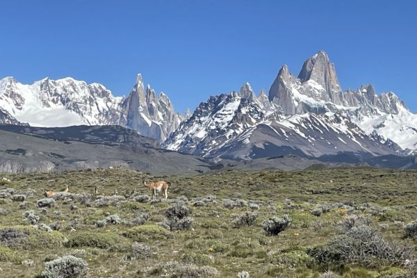 Guanacos with Fitz Roy behind