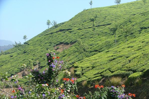 Tea growing in the Western Ghats, India