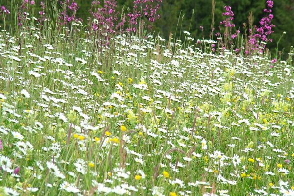 Meadow full of wildflowers, Romania