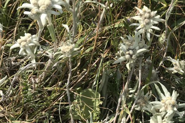 Edelweiss in Kyrgyzstan