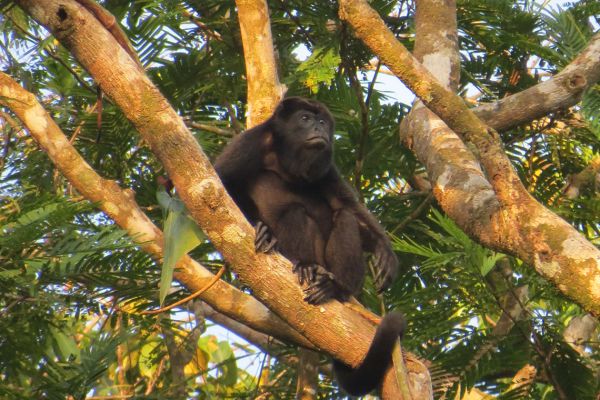 Black Howler monkey, Costa Rica