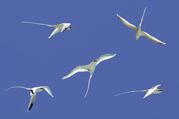 White-tailed tropicbird, the national bird of Réunion