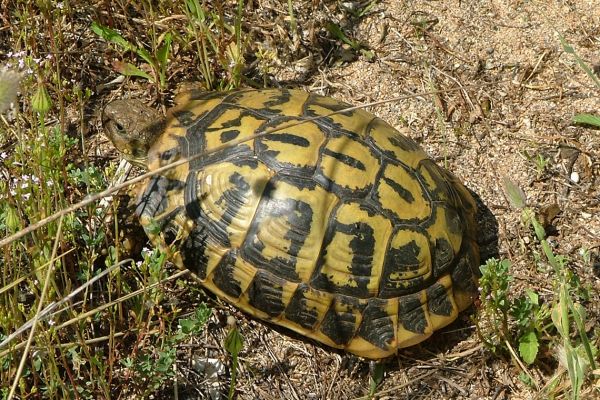 Hermann's tortoise, Menorca
