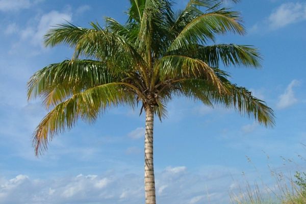 Coconut palm and white sand beach, Cuba