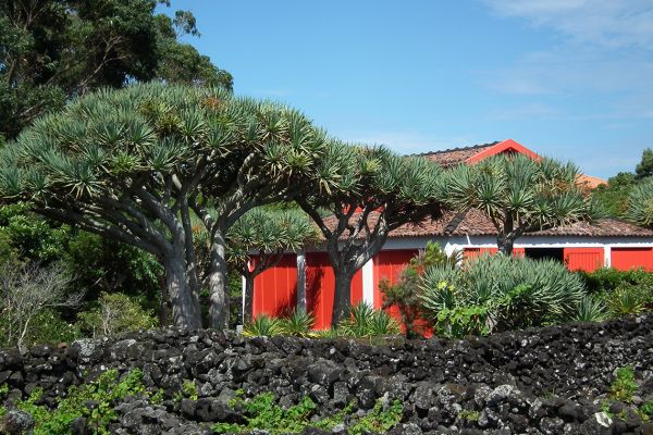 Dragon's blood tree (Dracaena cinnabari), Azores