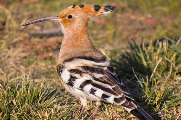 Hoopoe (Upupa epops), Corfu