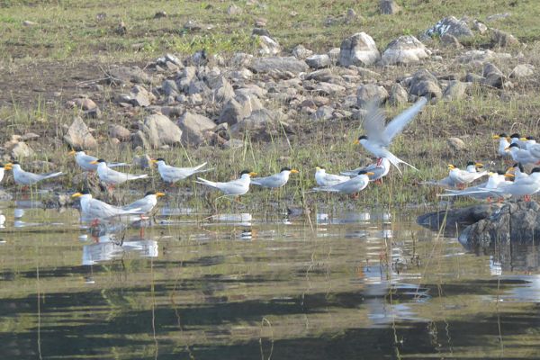 River terns in the Bhadra Wildlife Sanctuary