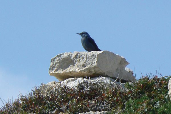 Blue rock thrush, Menorca
