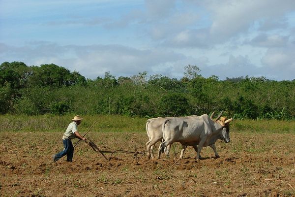 Ploughing with oxen, Cuba