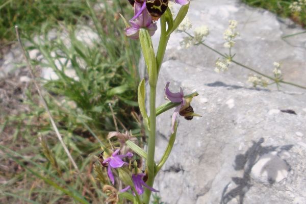 Woodcock Ophrys (Ophrys scolopax), Montenegro