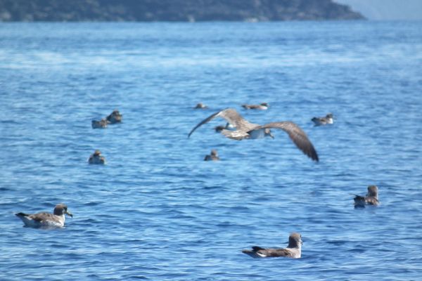 Cory's shearwaters, Azores