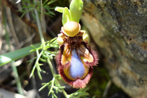 Mirror Ophrys (Ophrys speculum), Cape St. Vincent, Portugal