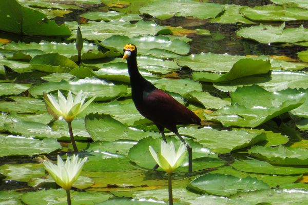 Jacana (lily trotter), Costa Rica