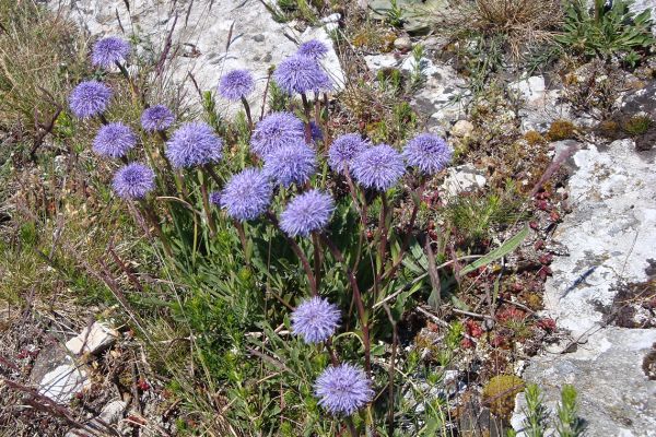 Globularia vulgaris, Gotland