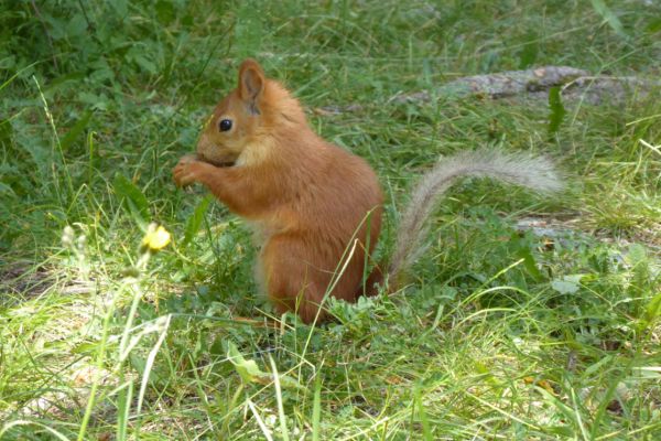 Red squirrel in Ala Archa National Park - photo by F. Fedden