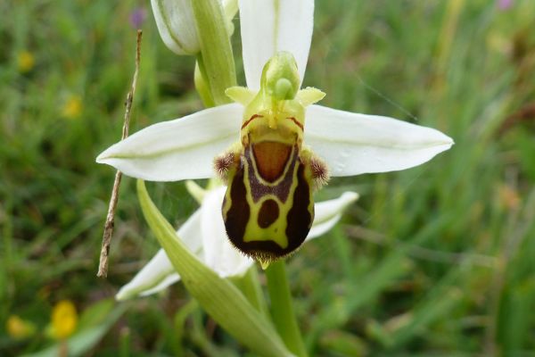Bee Orchid (Ophrys apifera), Abruzzo, Italy