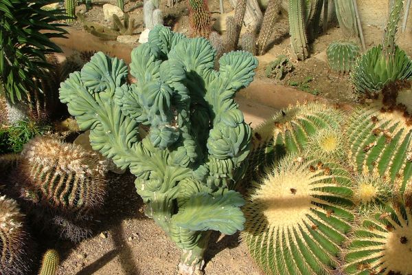Cacti in the Pallanca Gardens, Italian Riviera