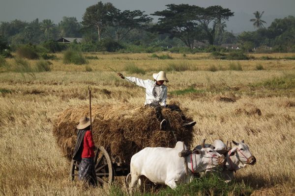 Harvest time in Myanmar (Burma)