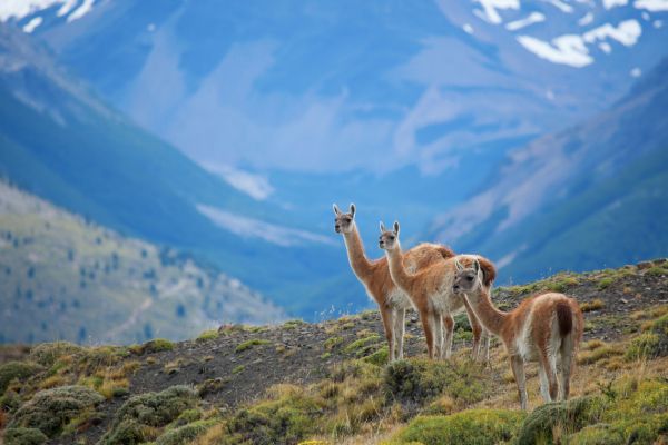 Guanaco in the Torres del Paine National Park