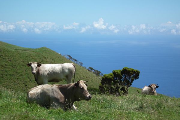 Pasture with a view, Pico, Azores