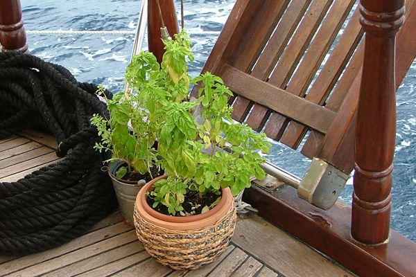 Chef's fresh herbs on deck