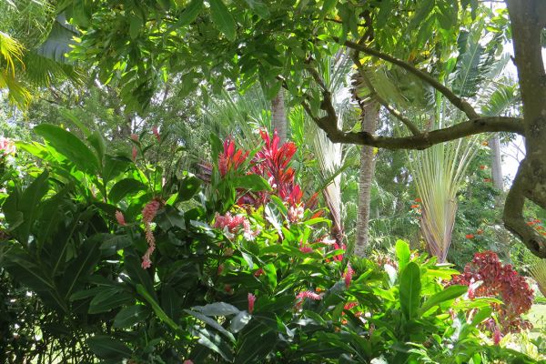 An exuberant tropical garden on Grenada
