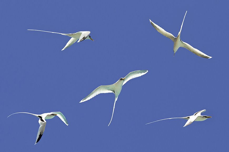 Reunion tropicbirds