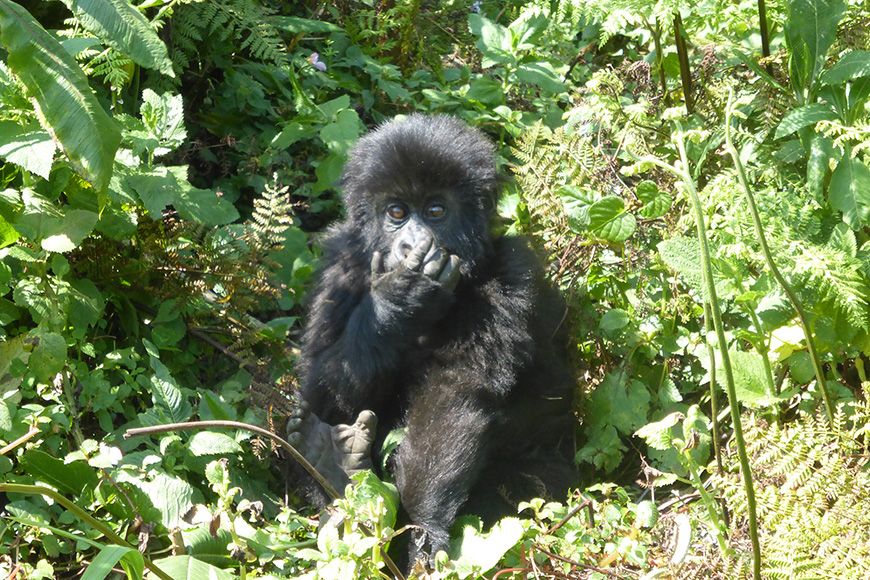 Rwanda baby gorilla