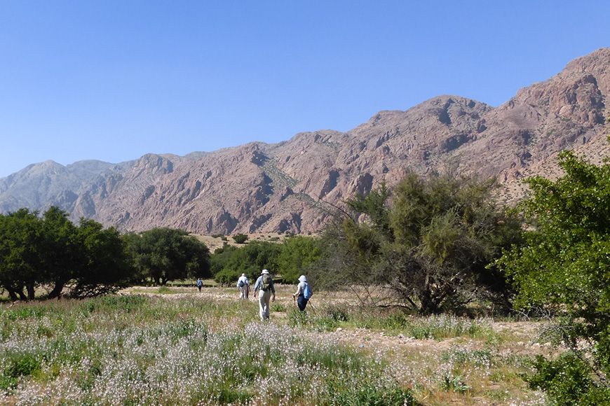 Morocco - spring flowers 2015