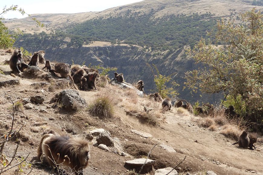 Ethiopia geladas