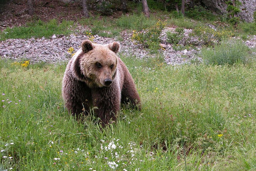 Abruzzo bear