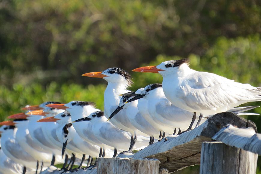 Costa Rica terns