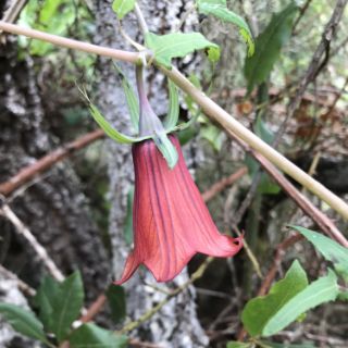 Tenerife bellflower