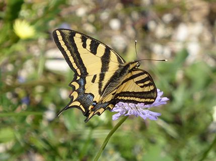 Corfu swallowtail