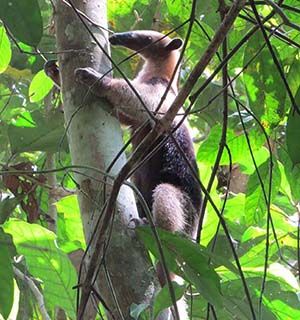 Anteater