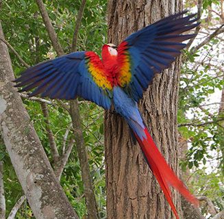 Panama -macaw