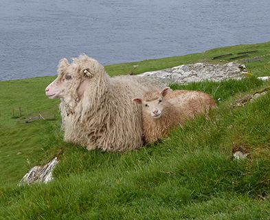 Faroes sheep