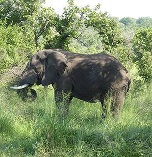 Rwanda elephant