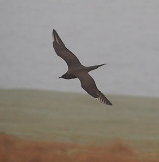 Orkney Arctic skua