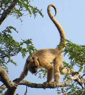 Brazil monkey