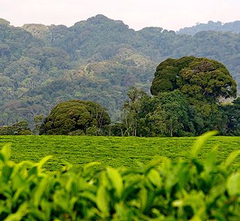 Rwanda tea plantation