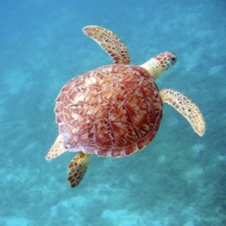 Bequia turtle