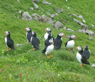 Faroes puffins